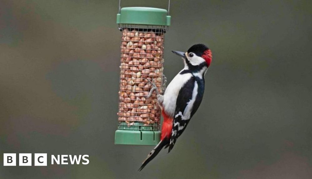 Want to help garden birds? Don't feed them in warmer months, says RSPB