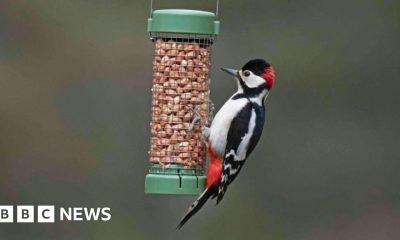 Want to help garden birds? Don't feed them in warmer months, says RSPB