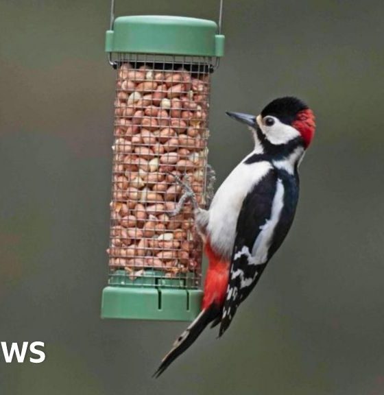Want to help garden birds? Don't feed them in warmer months, says RSPB