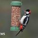Want to help garden birds? Don't feed them in warmer months, says RSPB