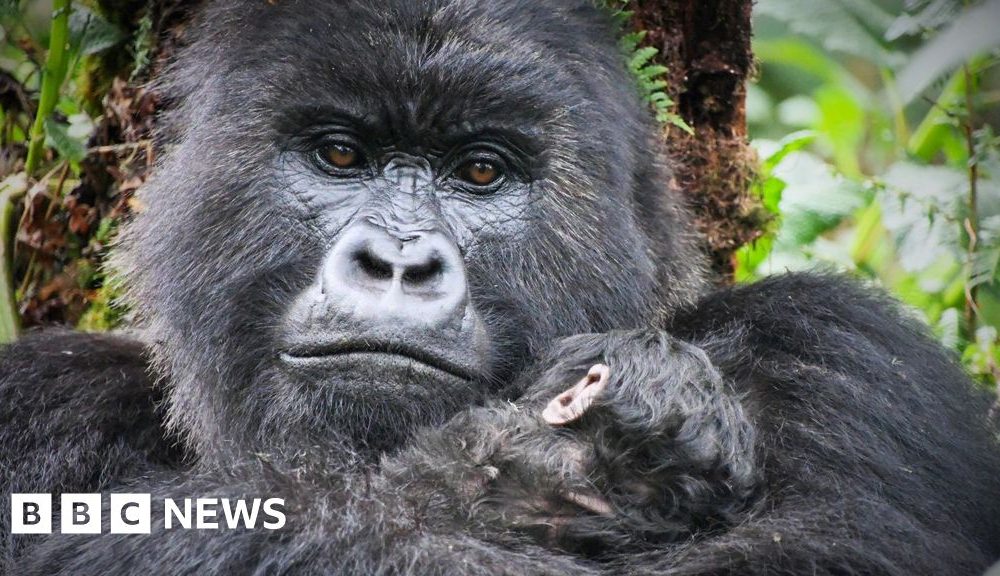 When Attenborough met the gorillas