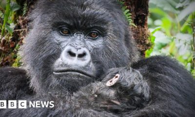 When Attenborough met the gorillas