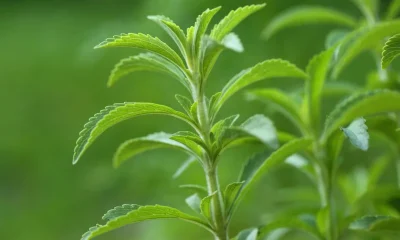 ADM expands stevia portfolio