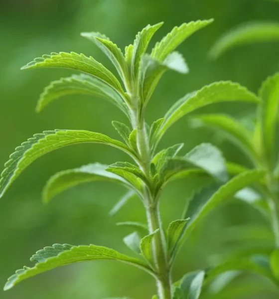 ADM expands stevia portfolio