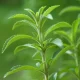 ADM expands stevia portfolio