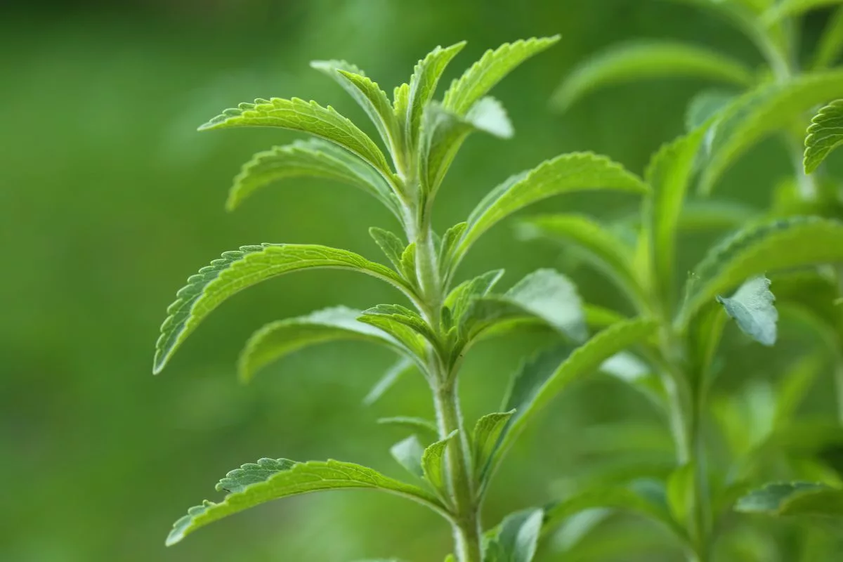 ADM expands stevia portfolio