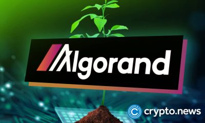 Algorand Surges 50% in a Month After Google's Quantum Flag
