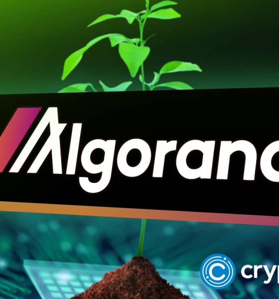 Algorand Surges 50% in a Month After Google's Quantum Flag