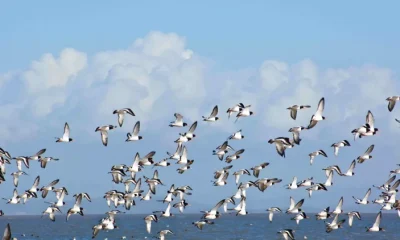 Bat-bashing was a betrayal - it's time to draw red lines in the fight to protect nature