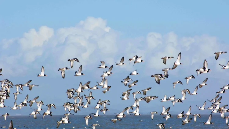 Bat-bashing was a betrayal - it's time to draw red lines in the fight to protect nature