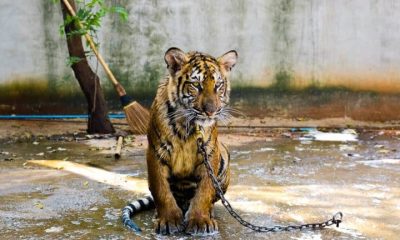 Chained tiger Animal welfare concerns