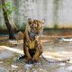 Chained tiger Animal welfare concerns