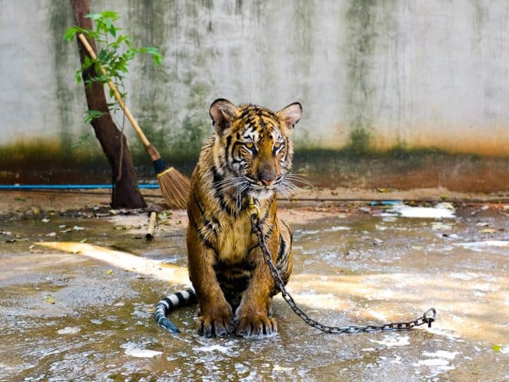 Chained tiger Animal welfare concerns