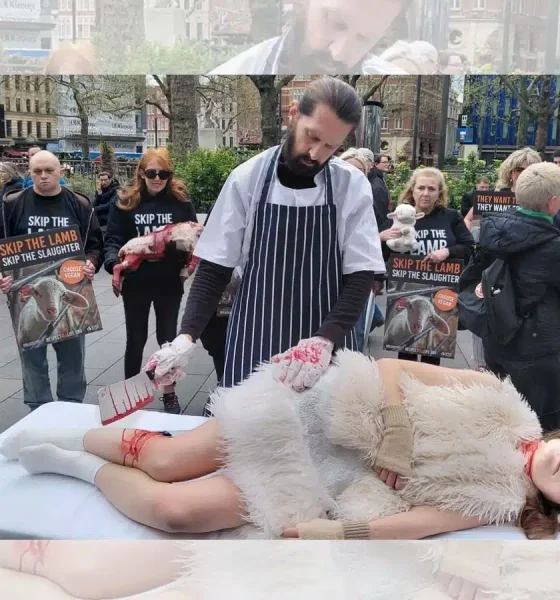 This Easter, Animal Justice Project urge people to 'Skip the Lamb'