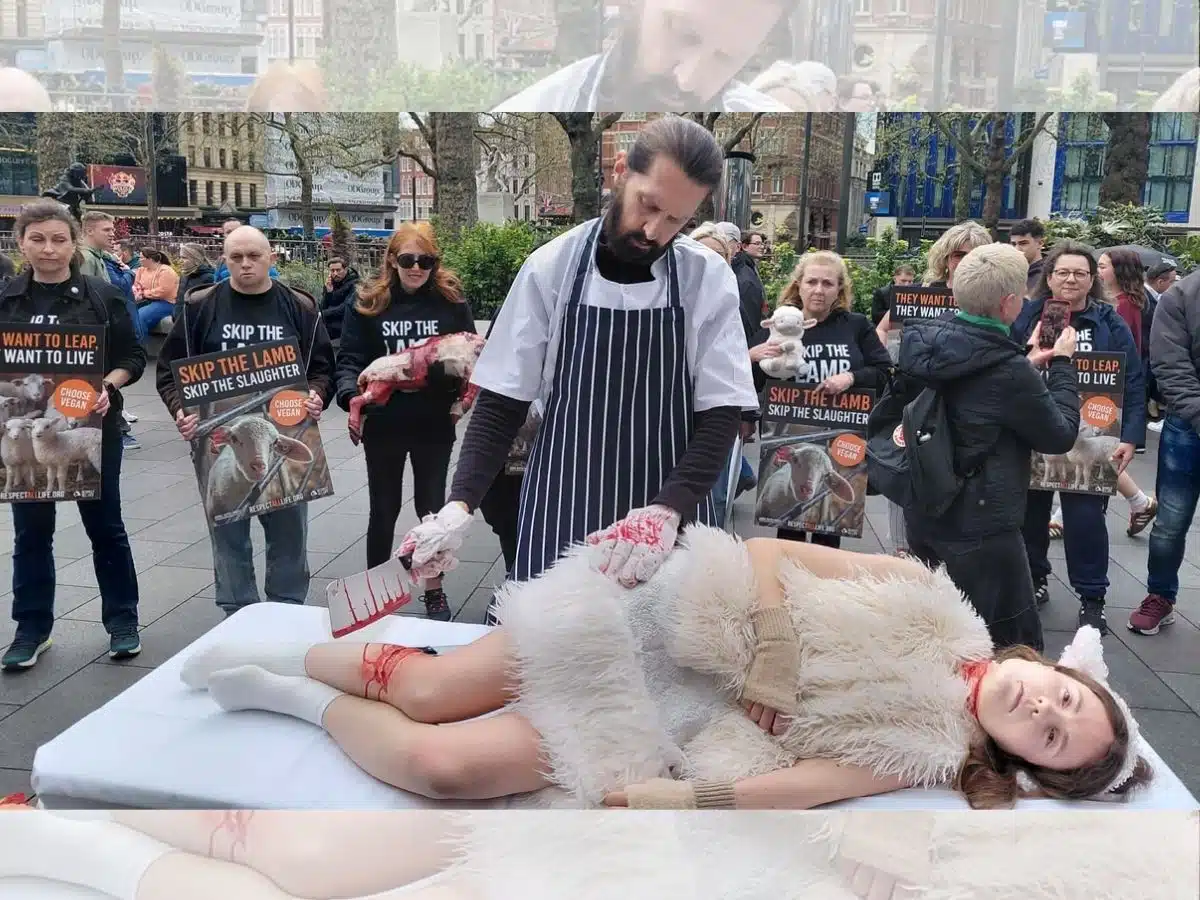 This Easter, Animal Justice Project urge people to 'Skip the Lamb'