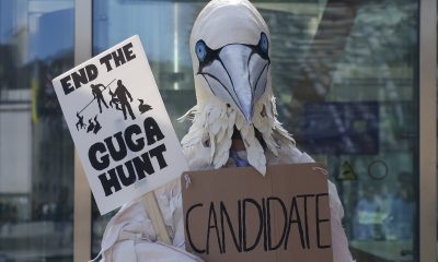 Massive gannet attempts to gatecrash Tory manifesto launch