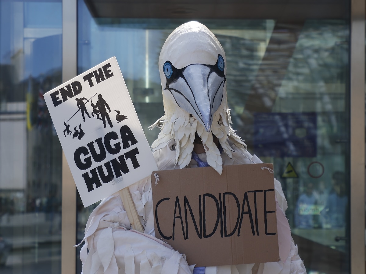 Massive gannet attempts to gatecrash Tory manifesto launch