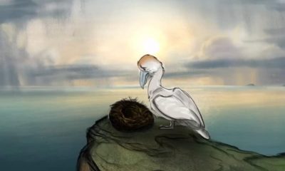 'Succession' star Brian Cox narrates new film exposing controversial gannet hunt - watch here