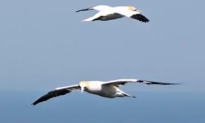 Gannets in flight NatureScot spending on guga hunt