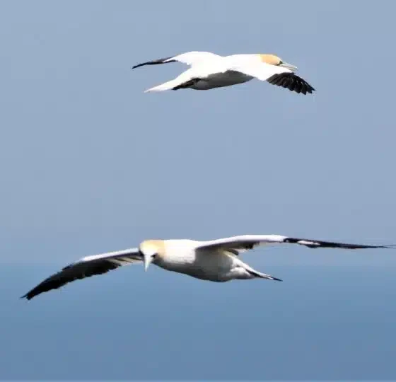 Gannets in flight NatureScot spending on guga hunt