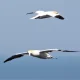 Gannets in flight NatureScot spending on guga hunt