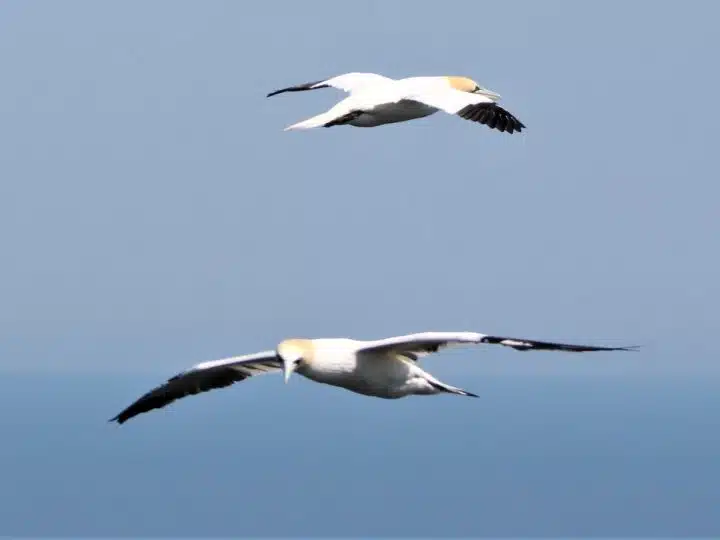 Gannets in flight NatureScot spending on guga hunt