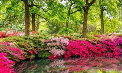 London’s hidden woodland garden is so beautiful photos 'can’t do it justice'