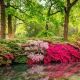 London’s hidden woodland garden is so beautiful photos 'can’t do it justice'