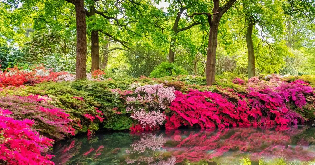 London’s hidden woodland garden is so beautiful photos 'can’t do it justice'