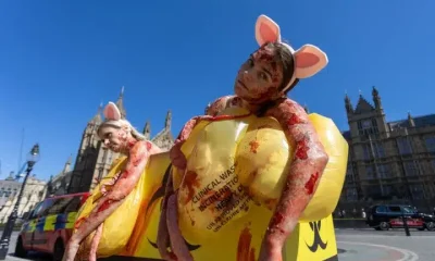 PETA "pigs" in a "clinical waste bin" highlighting animal experiments