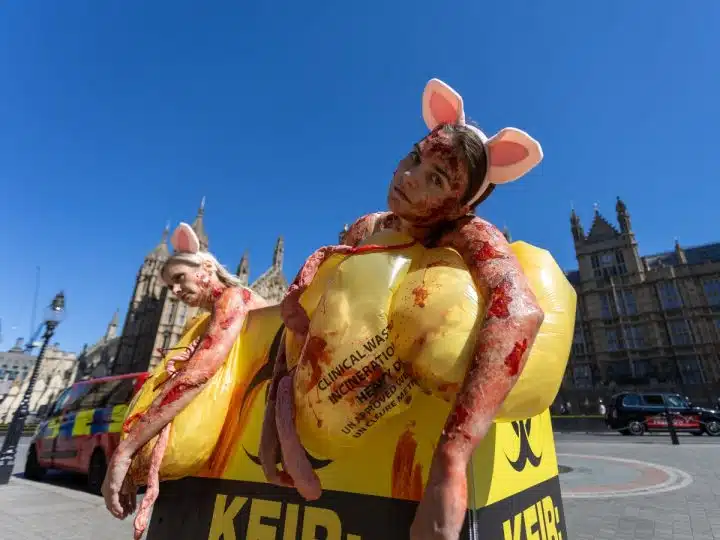 PETA "pigs" in a "clinical waste bin" highlighting animal experiments