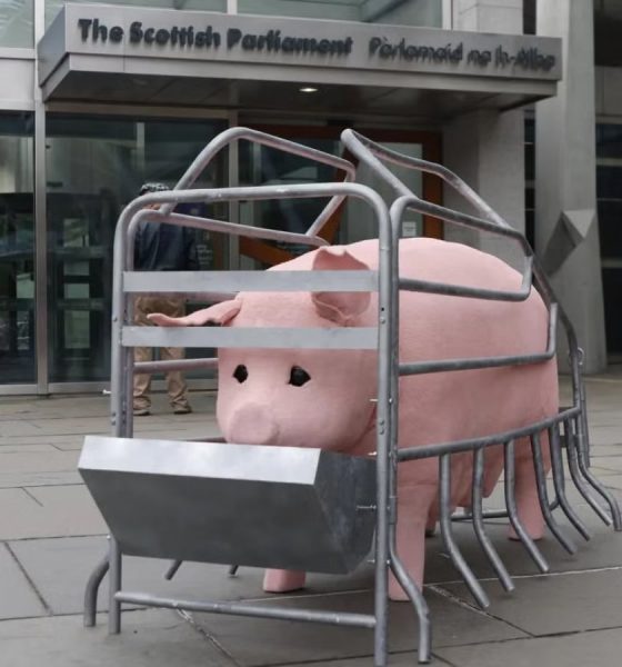 Animatronic pig to tour Scotland exposing ‘pregnancy cage cruelty’