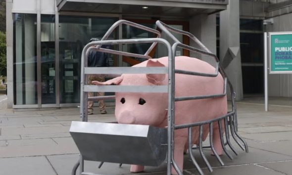 Animatronic pig to tour Scotland exposing ‘pregnancy cage cruelty’