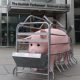 Animatronic pig to tour Scotland exposing ‘pregnancy cage cruelty’