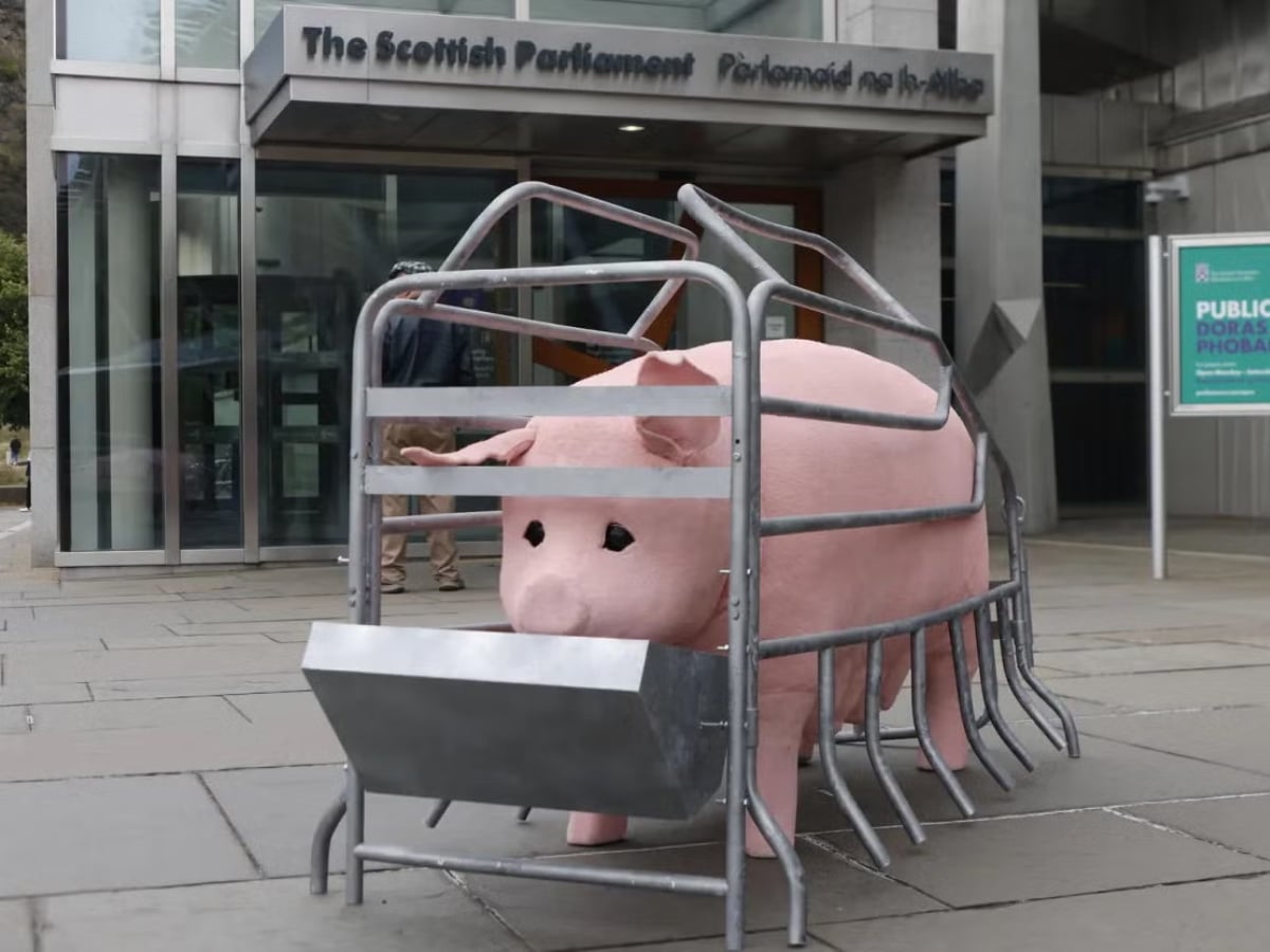Animatronic pig to tour Scotland exposing ‘pregnancy cage cruelty’