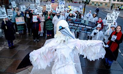 Man in giant bird costume running for Scottish parliament