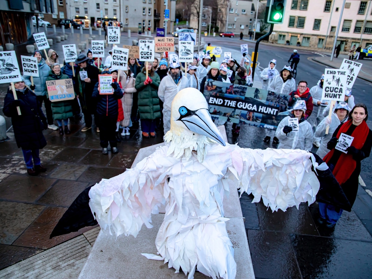 Man in giant bird costume running for Scottish parliament