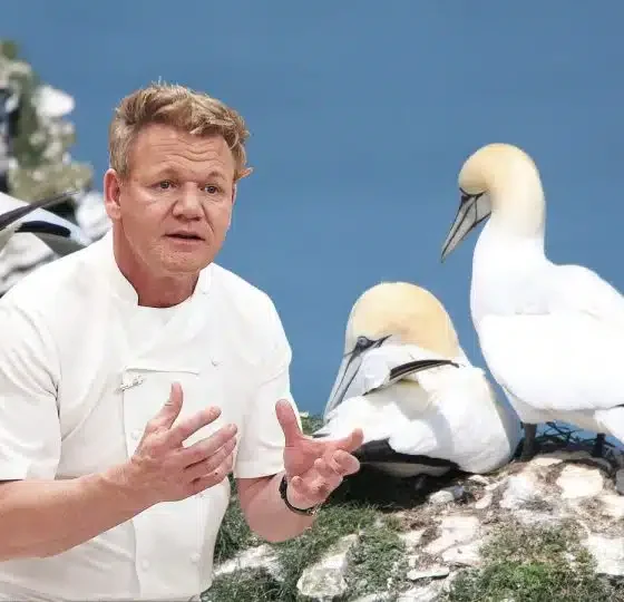 Composite image showing Gordon Ramsay and a pair of gannets