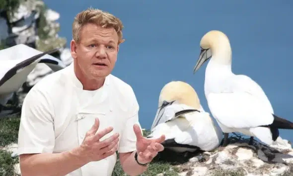 Composite image showing Gordon Ramsay and a pair of gannets