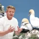 Composite image showing Gordon Ramsay and a pair of gannets