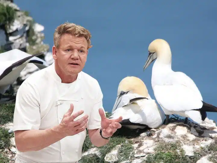 Composite image showing Gordon Ramsay and a pair of gannets