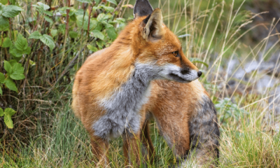 A red fox crouches in the overgrown grass