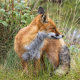 A red fox crouches in the overgrown grass