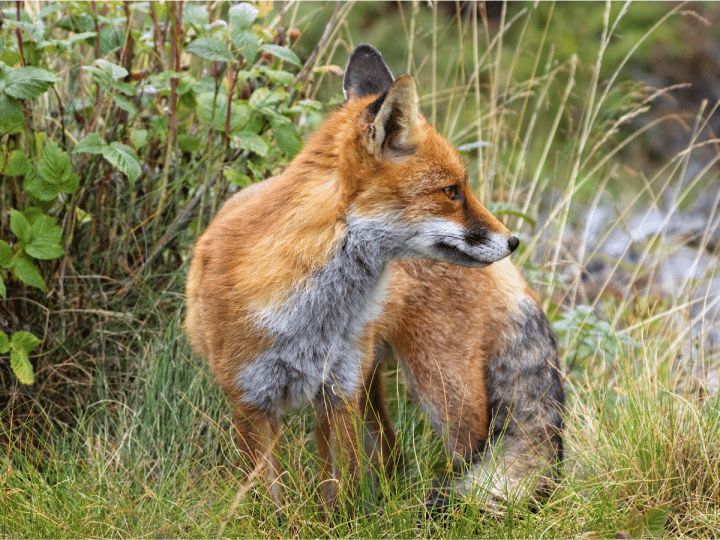 A red fox crouches in the overgrown grass