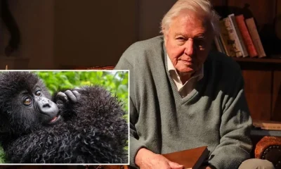 Netflix quietly drops ‘unmissable’ Sir David Attenborough documentary ahead of his 100th birthday