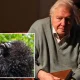 Netflix quietly drops ‘unmissable’ Sir David Attenborough documentary ahead of his 100th birthday