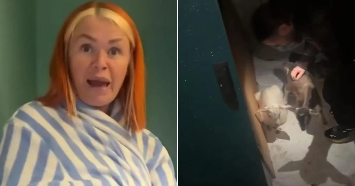 Mum discovers two goats living in her garden shed that her daugther bought her | News UK