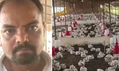 140 chickens die after wedding DJ cranked up the volume during procession | News World