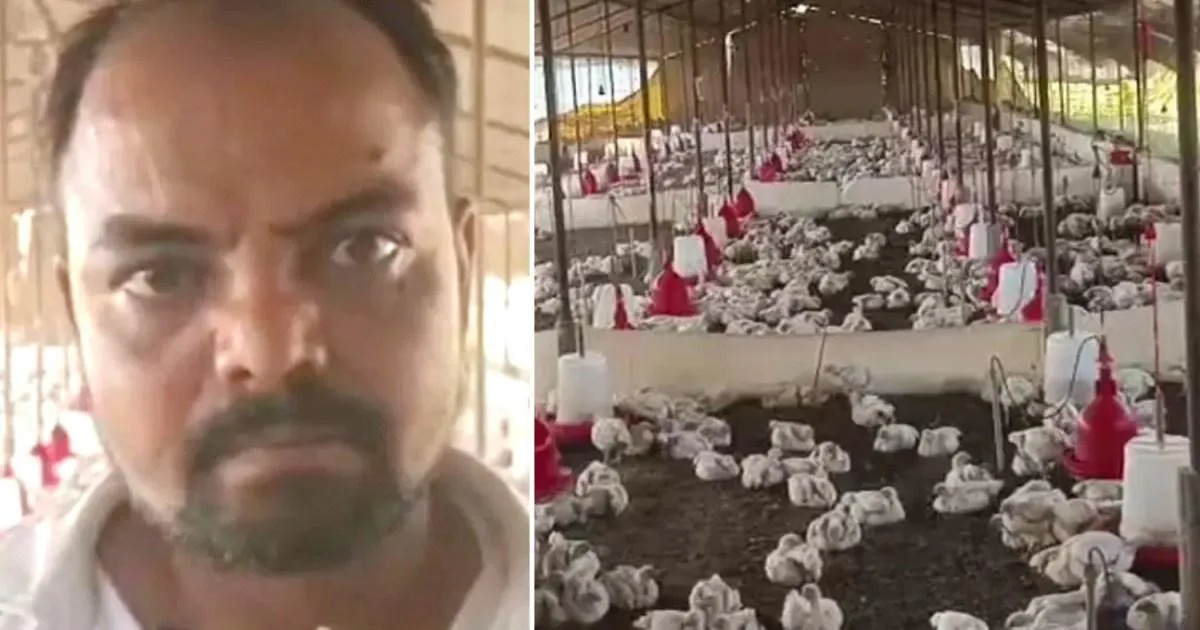 140 chickens die after wedding DJ cranked up the volume during procession | News World