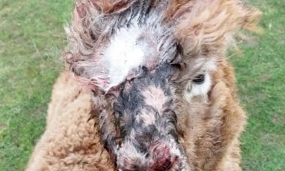 Four alpacas mauled to death on farm in Rottweiler attack | News UK